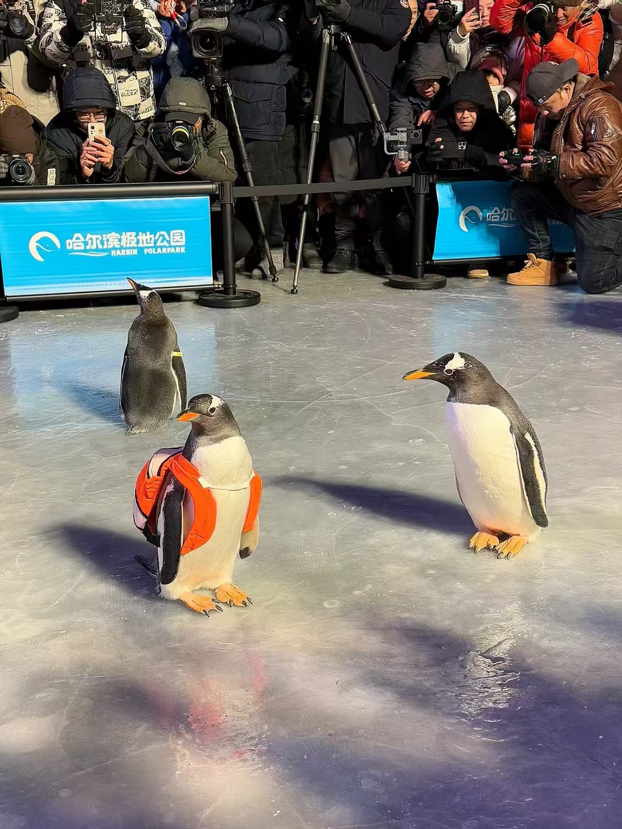 汉中汉台帽带企鹅直销厂家