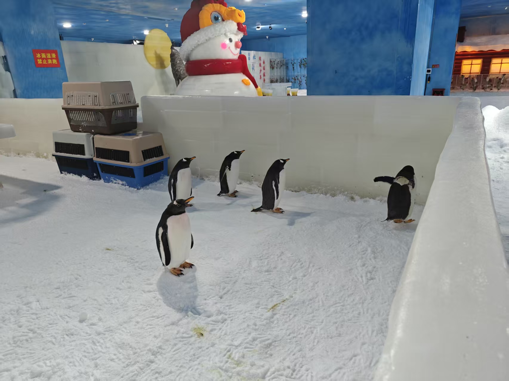 欢迎访问##东莞万江区帽带企鹅##厂家