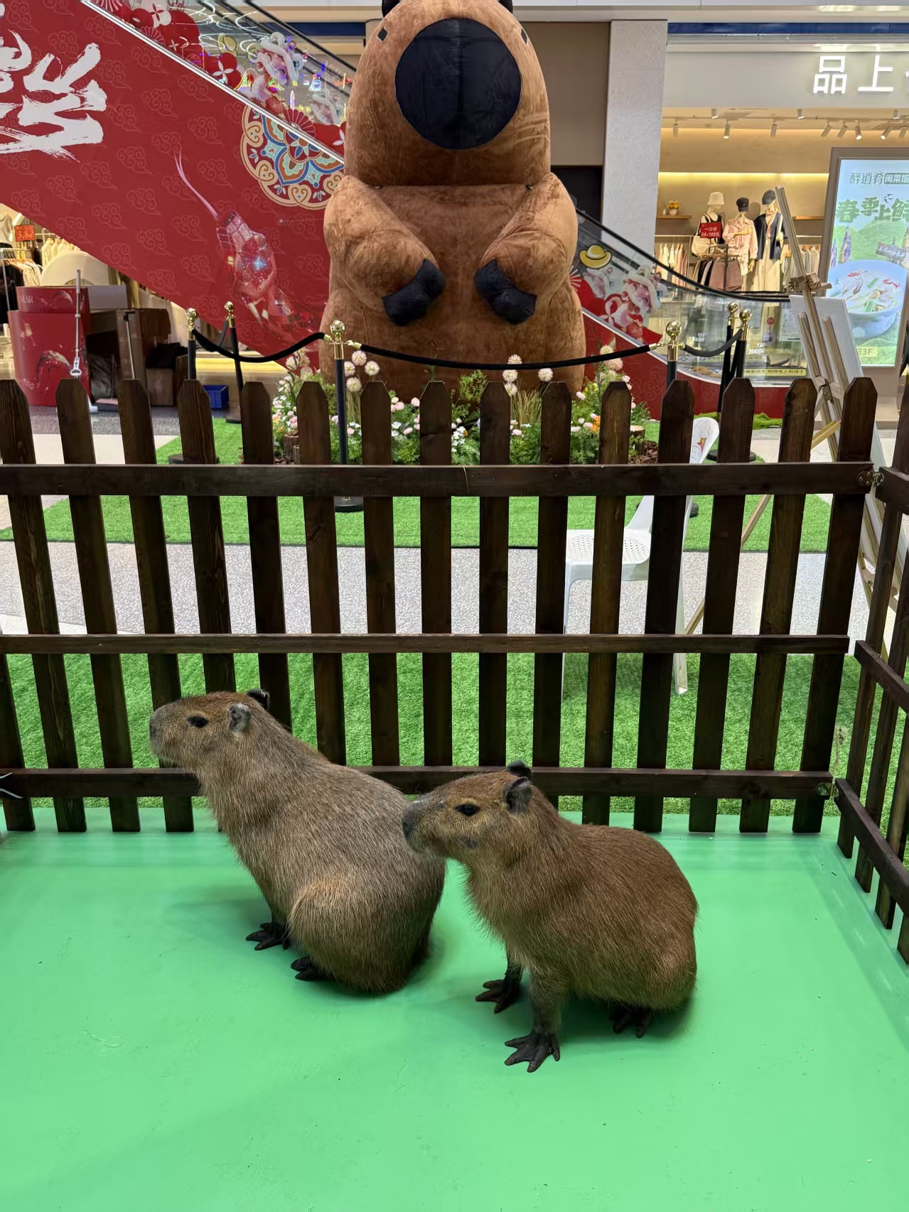 咨询：东莞凤岗镇检疫标准