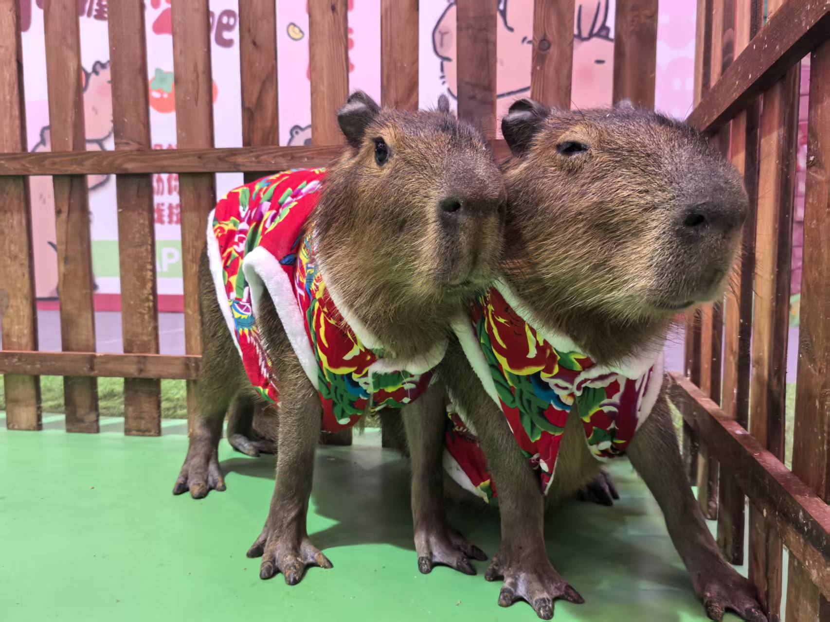 水豚出租厂家-型号齐全