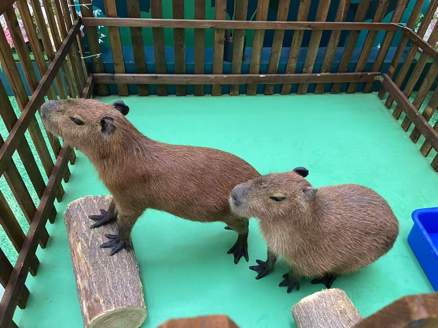 益阳安化商场暖场、商场暖场厂家直销-本地企业