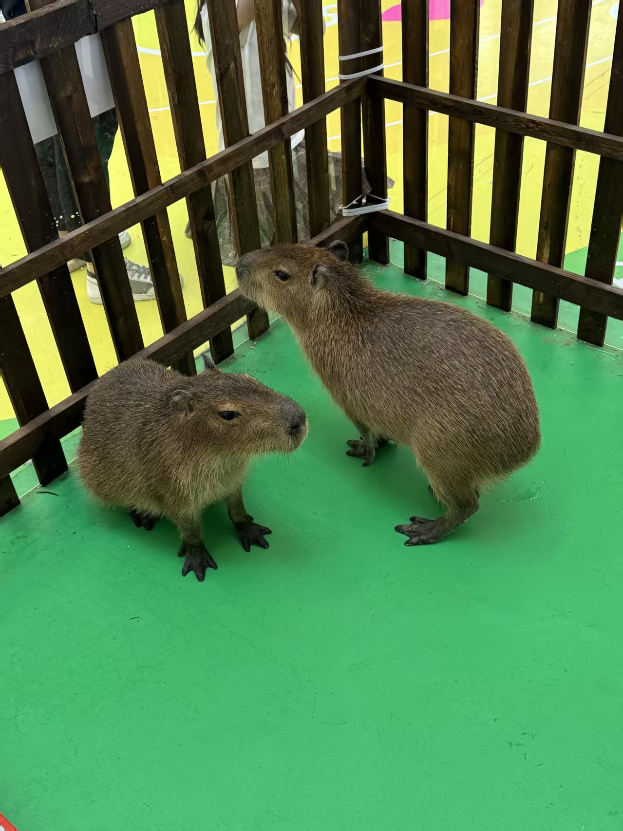 卡皮巴拉租赁直销厂家