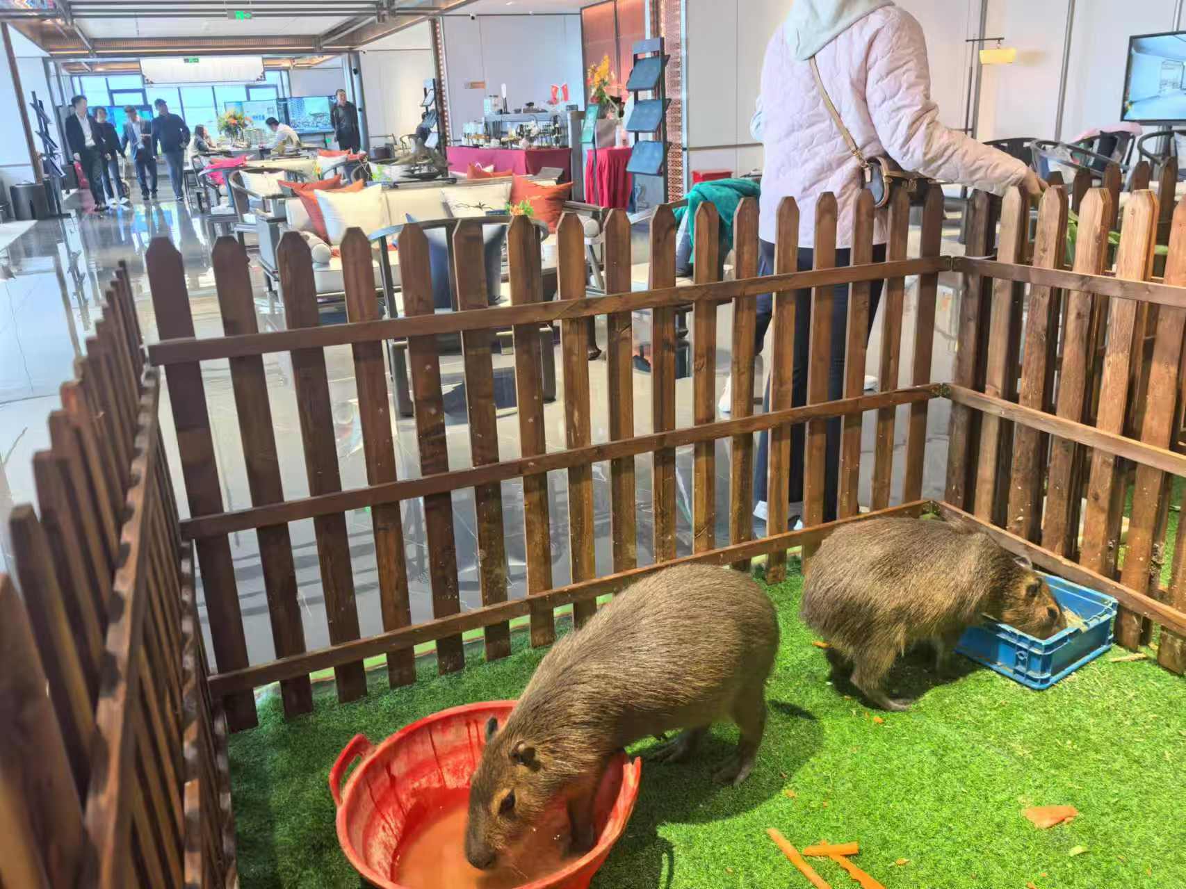 宁波象山饲养员-值得拥有