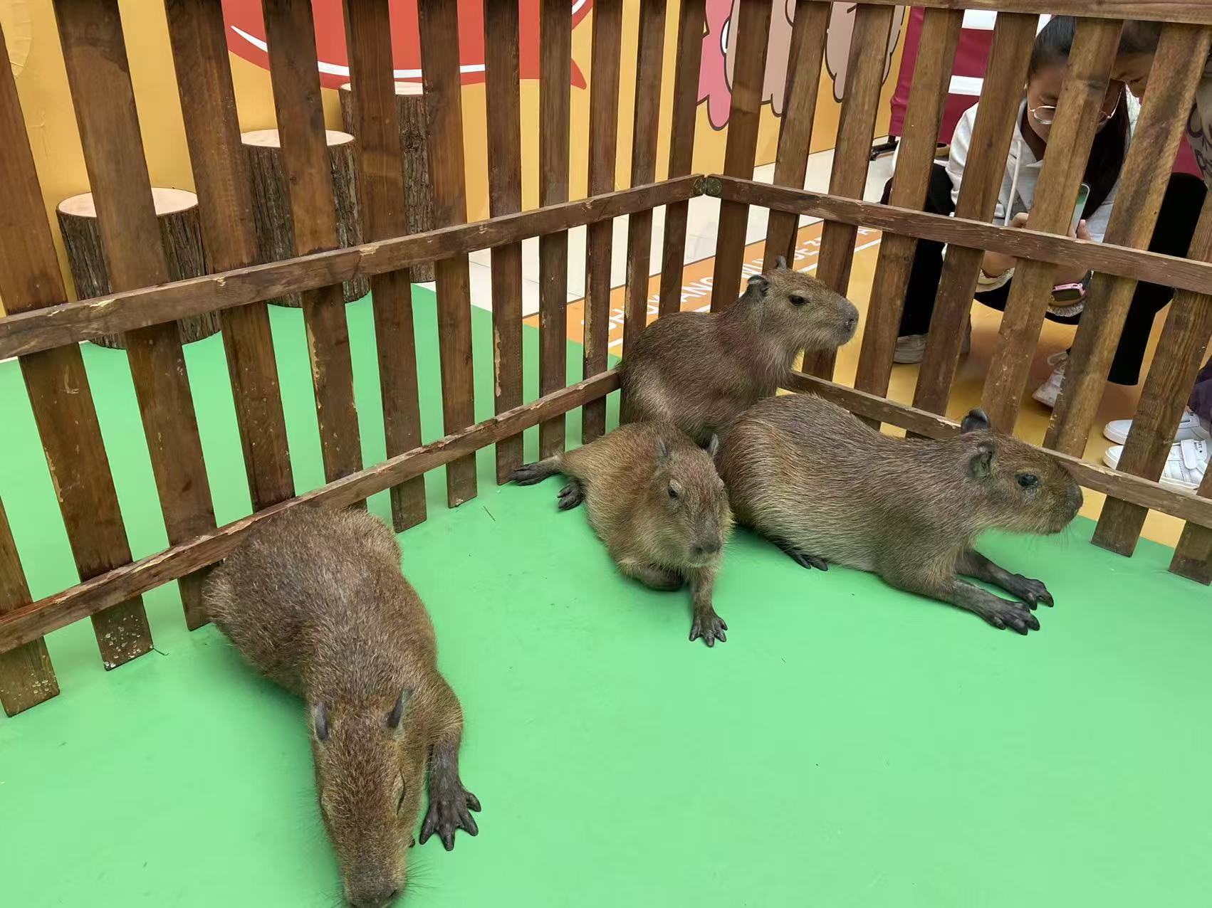 甄选：德阳罗江水豚出租生产厂家