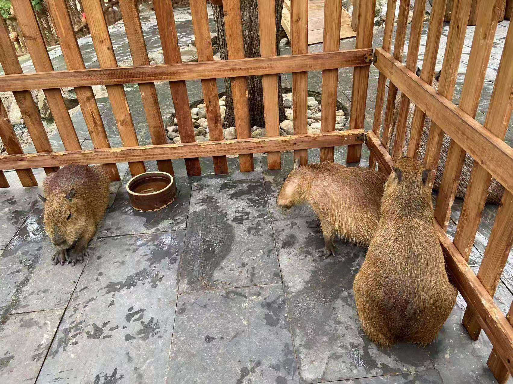 鄂州出租优势价格