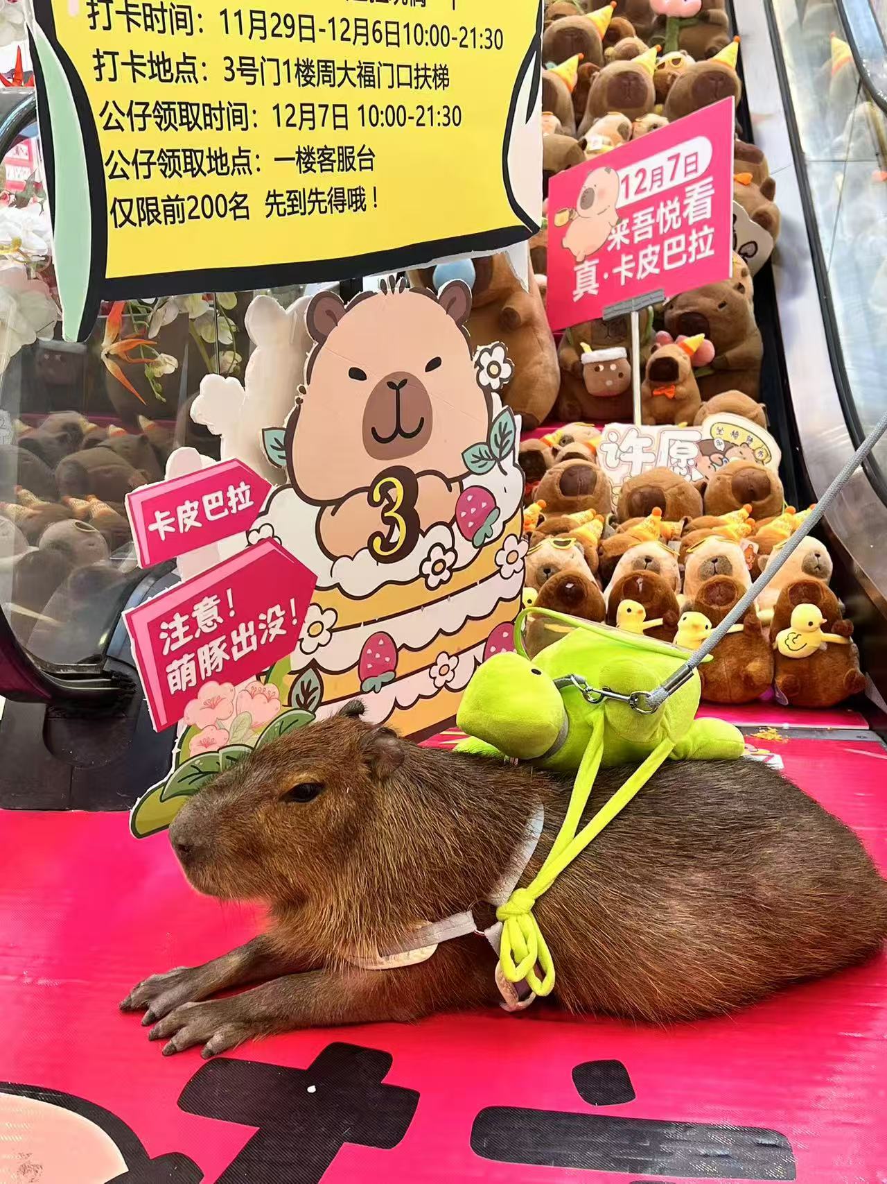 重庆九龙坡诚信供应租赁资质核查的厂家