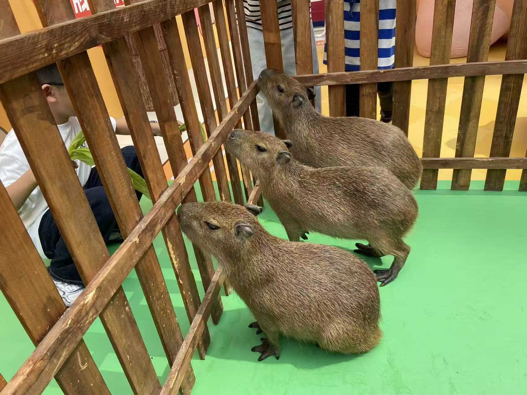 养殖基地、养殖基地厂家-找兮洋动物展览有限公司多家服务案例