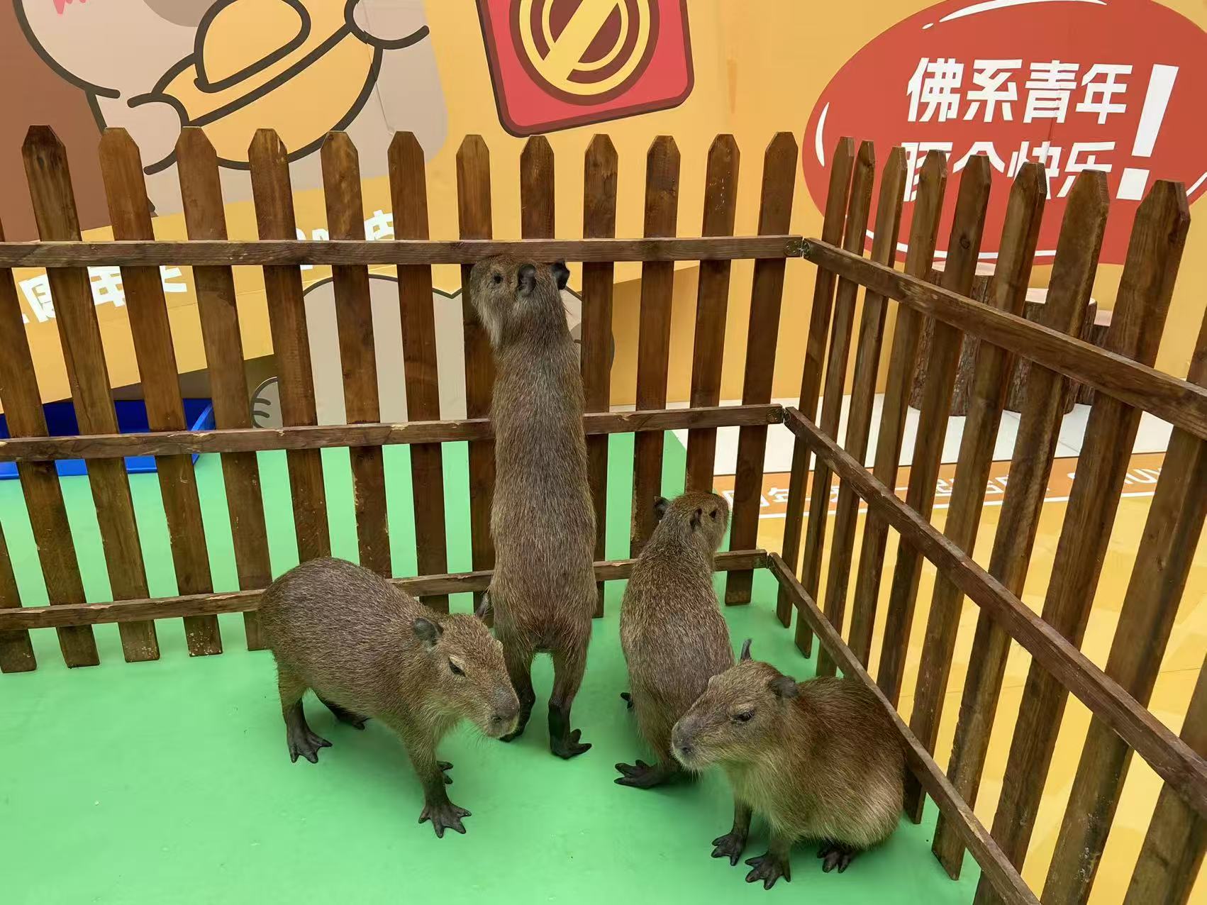 买卡皮巴拉租赁认准大厂家