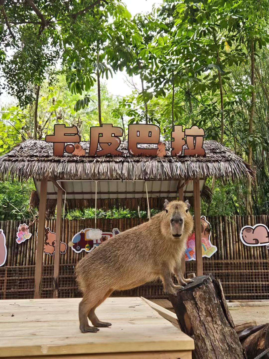 扬州广陵卡皮巴拉租赁厂价批发
