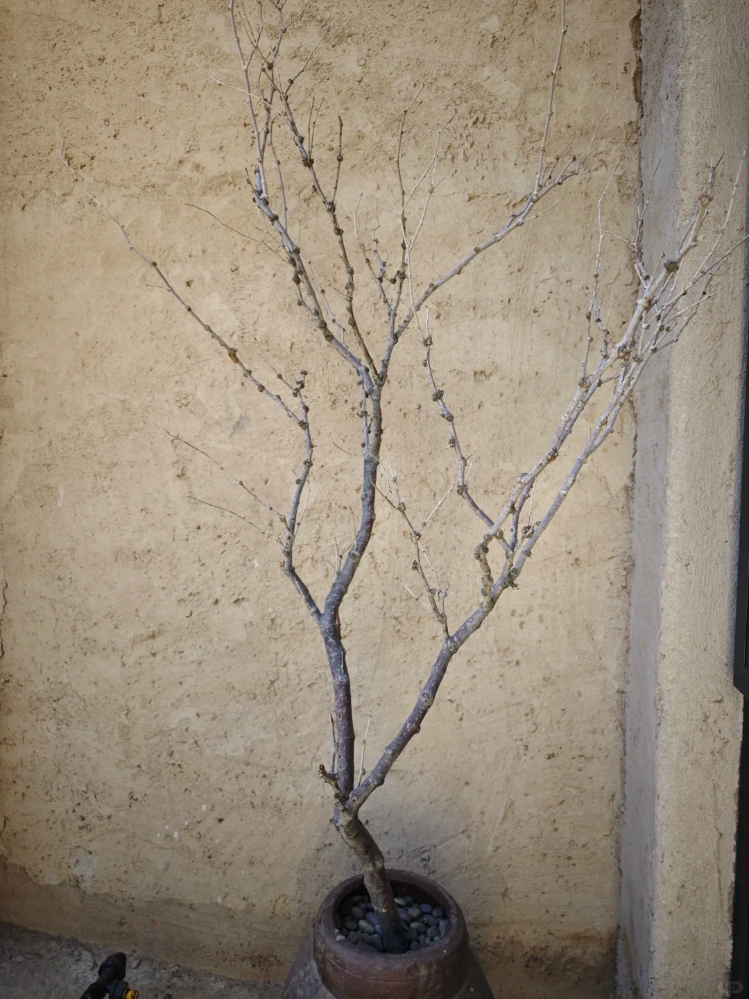 厂家施工驻马店仿泥巴稻草漆质量优选