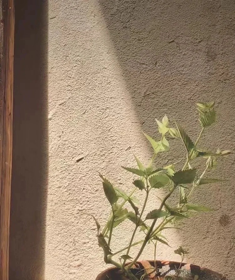 谷草漆优惠报价艺术漆