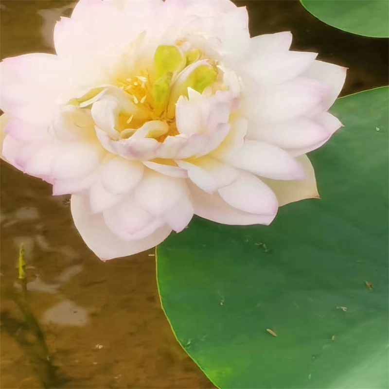 厦门翔安荷花苗庭院美化厂家服务完善