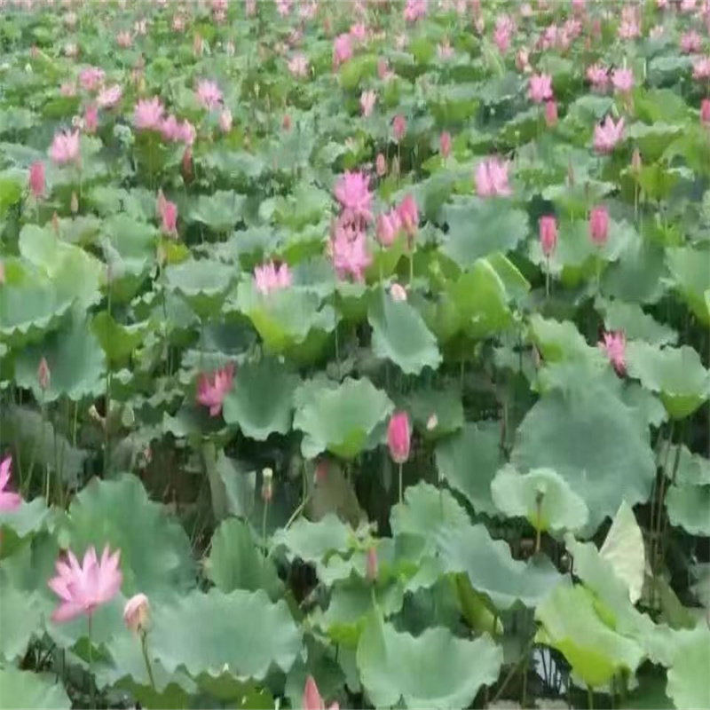 廊坊永清花香浓荷花苗厂家，价廉