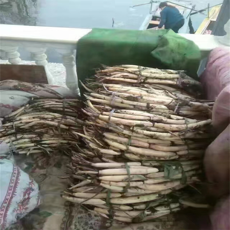 韶关曲江适应广荷花苗市场现货价格