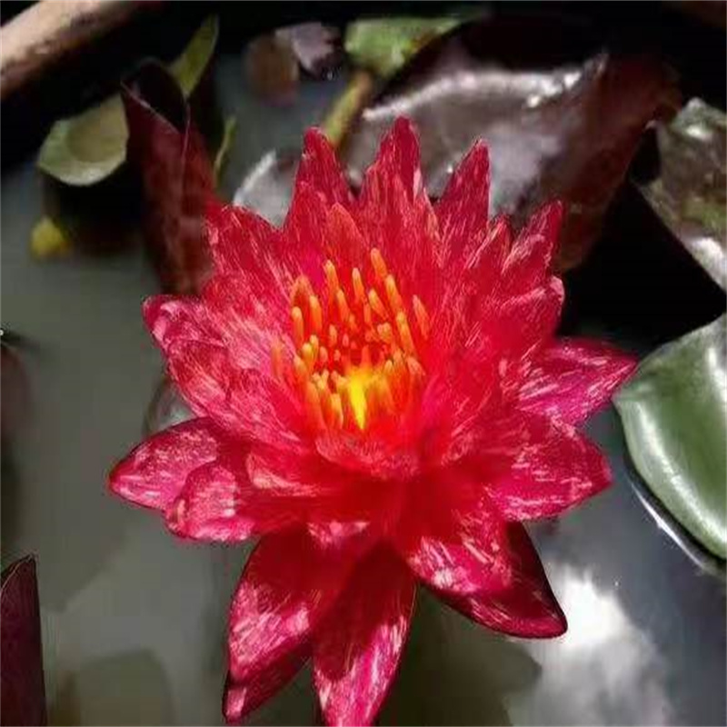 上饶信州重瓣荷花苗-重瓣荷花苗重信誉厂家