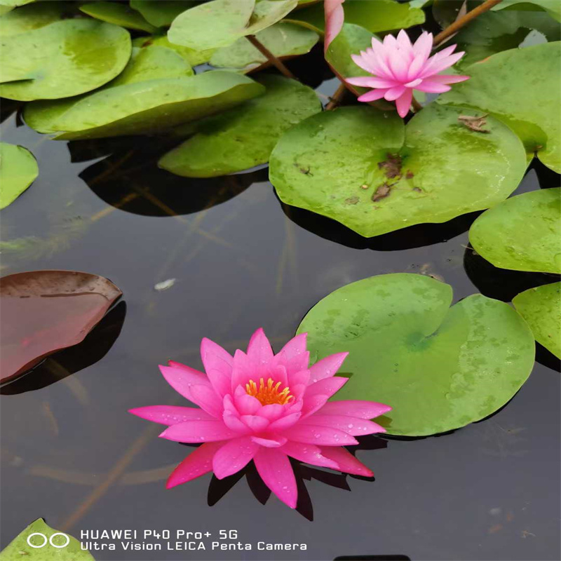 镇江句容荷花苗工程用_厂家批发_产地货源