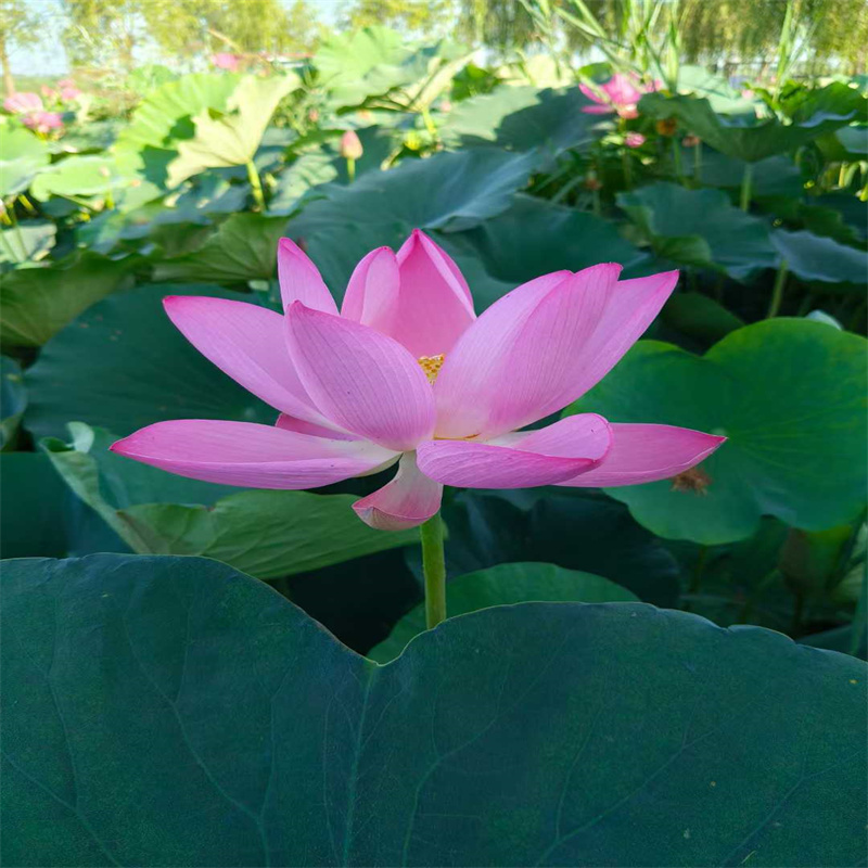 野生荷花苗厂家-价格合理