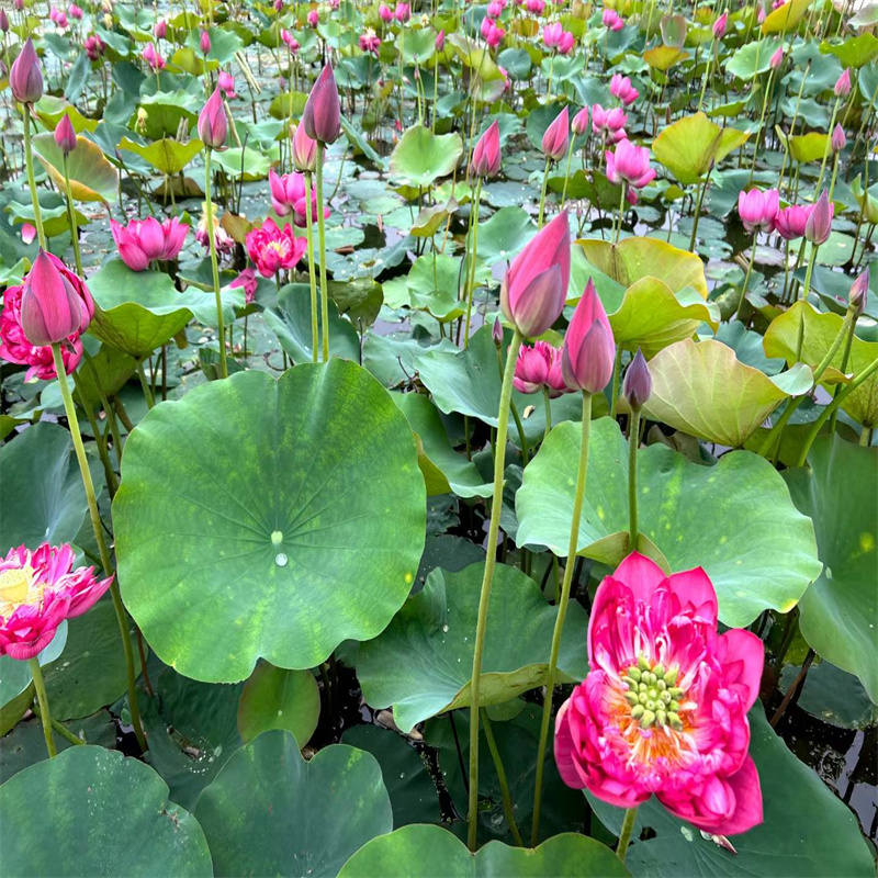 黔南荔波卖荷花苗长期合作的实力厂家