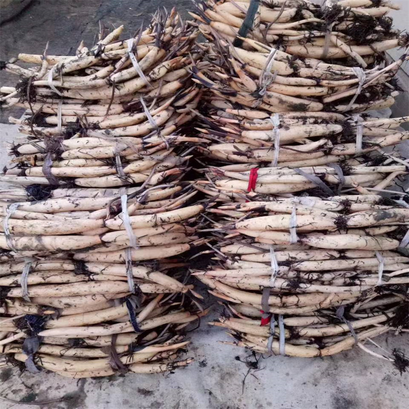 资阳安岳性价比高的盛夏荷花苗生产厂家