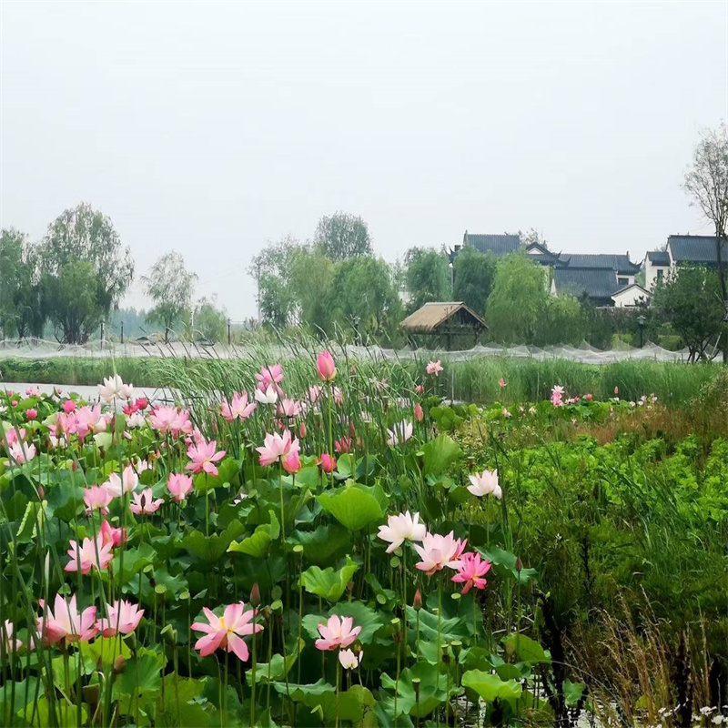 徐州新沂色系全荷花苗正规工厂有保障