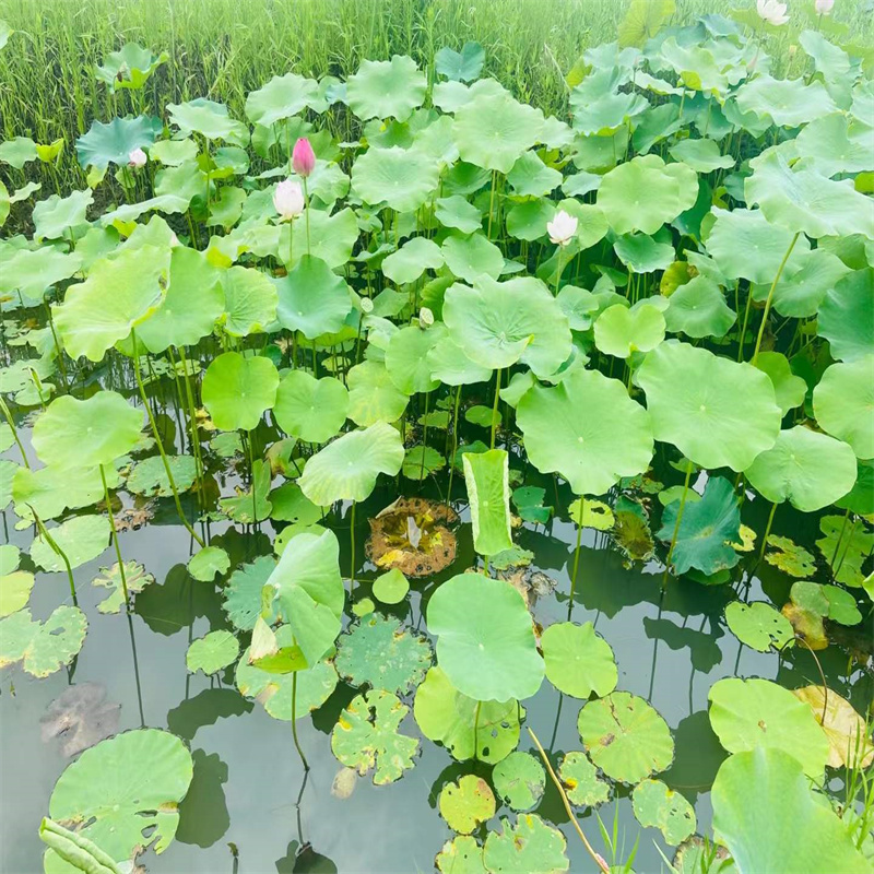 盛夏荷花苗生产厂家-库存充足