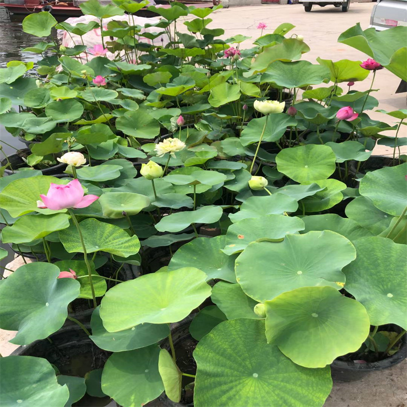 供应秋季荷花苗认准荷景园林绿化工程有限公司