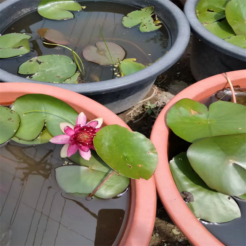 批发早春荷花苗_诚信厂家