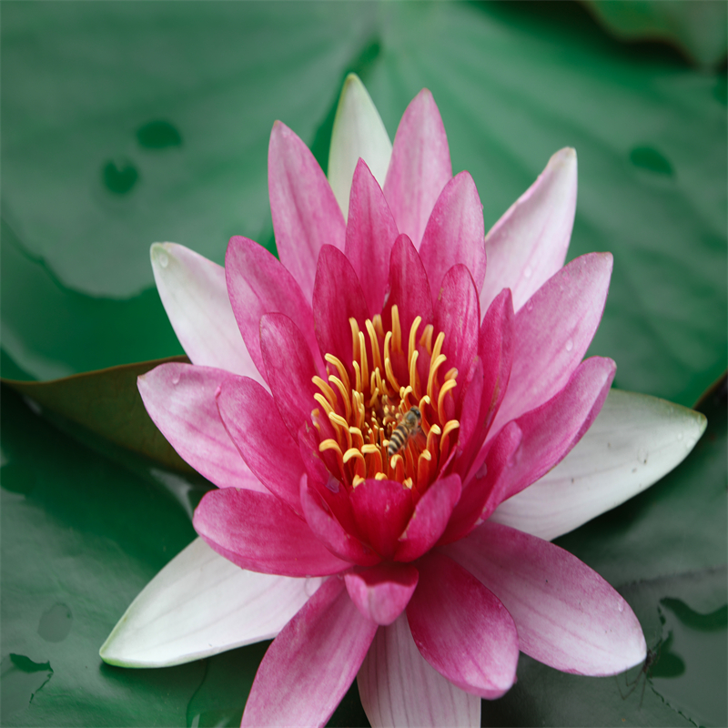 野生荷花苗厂家-价格合理