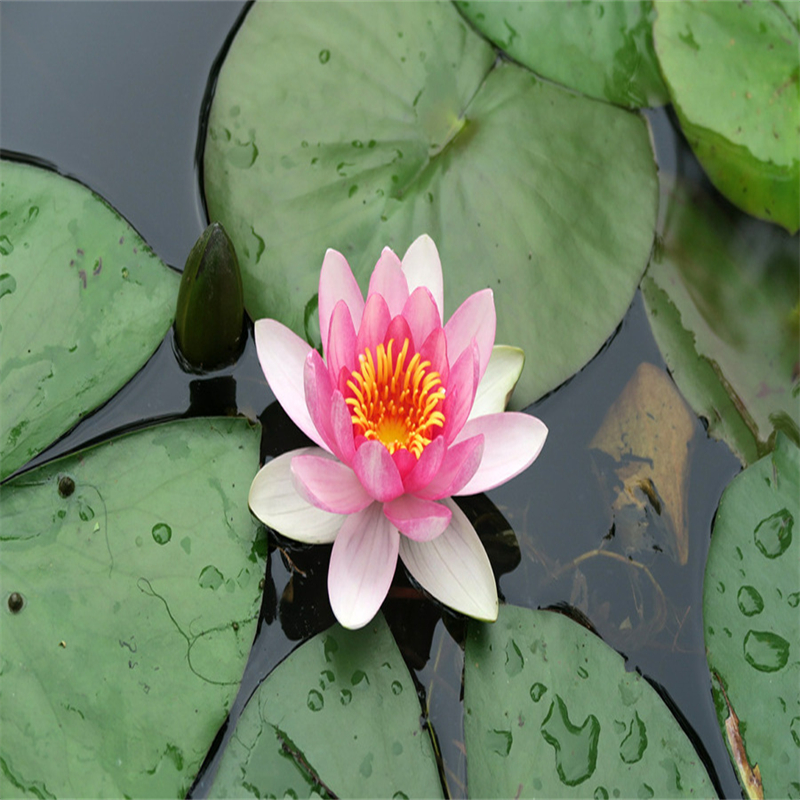 昭通水富野生荷花苗生产