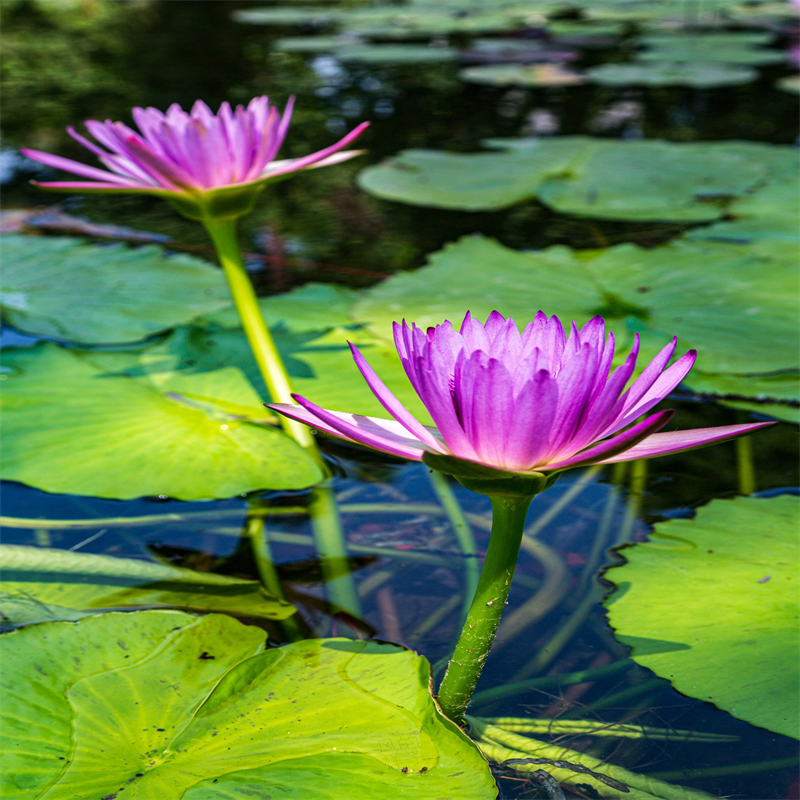 资阳雁江有现货的单瓣荷花苗经销商