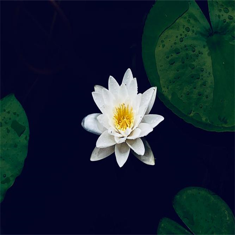 山南加查早春荷花苗值得信赖的厂家