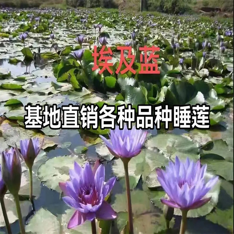 武汉江夏荷花苗湿地种植现货价格