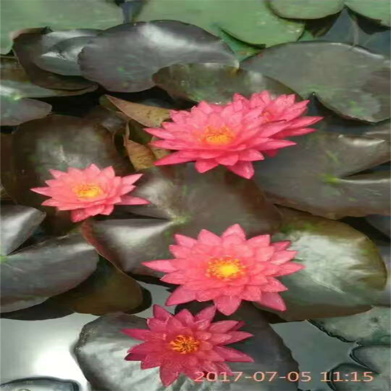 适应广荷花苗市场现货价格