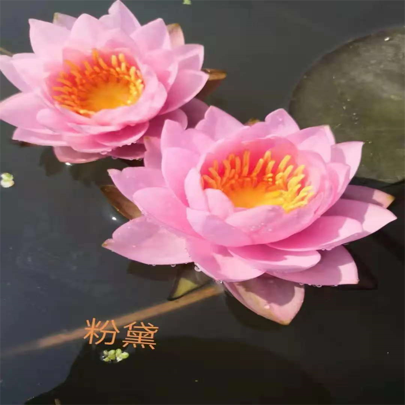 西双版纳景洪专业销售初夏荷花苗-大型厂家