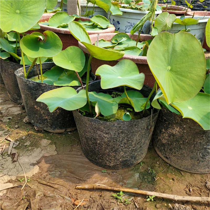 盆栽荷花苗定制工厂