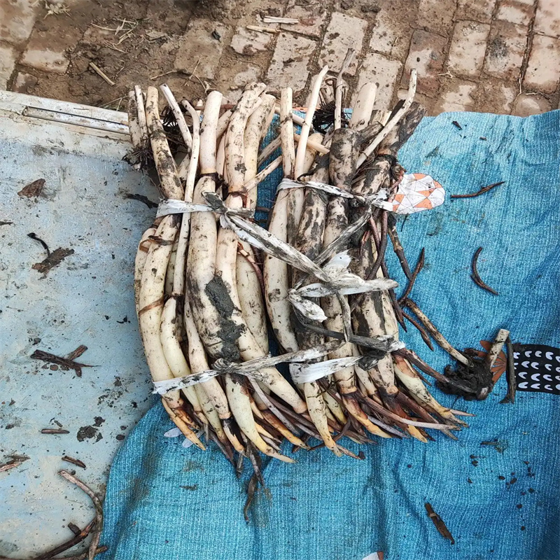 池州贵池盆栽荷花苗工厂货源