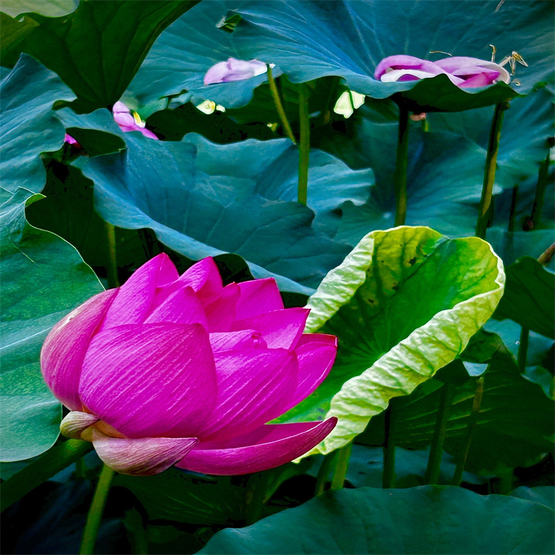 西藏莲藕苗大厂家售后无忧