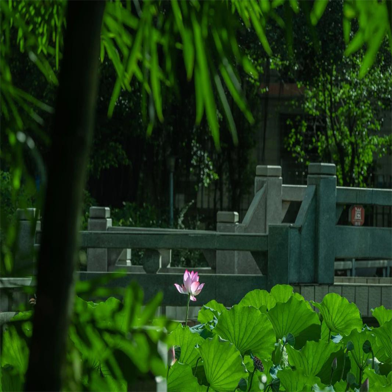 揭阳揭东观赏荷花苗-回购率高