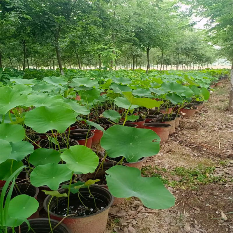 选莲藕苗全国统一价