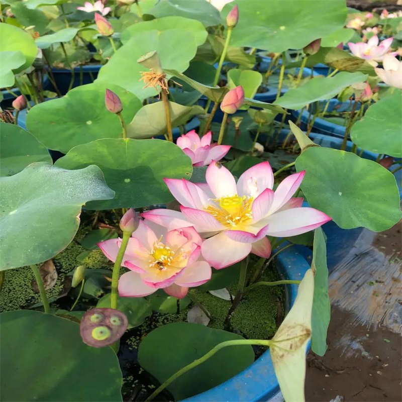 漯河召陵精品荷花苗库存量充足