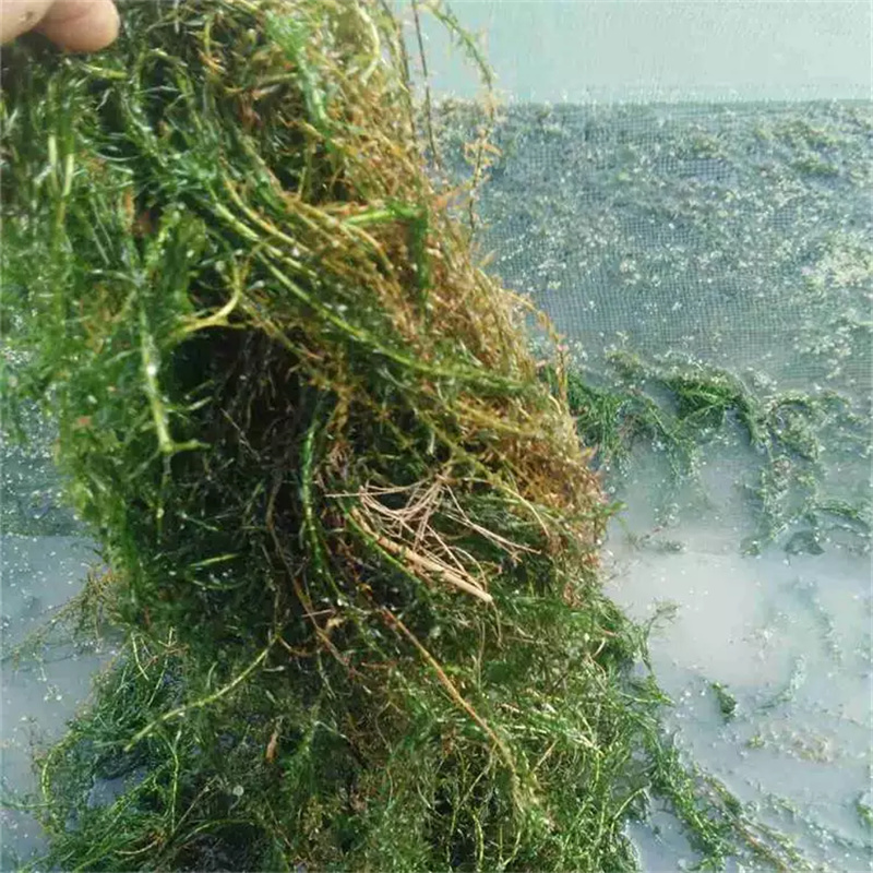 上海嘉定定制竹叶眼子菜_品牌厂家