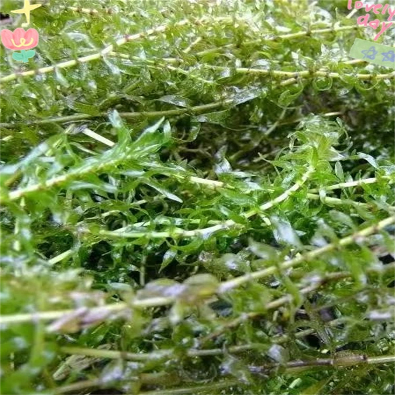 恩施宣恩水生植物实体大厂家