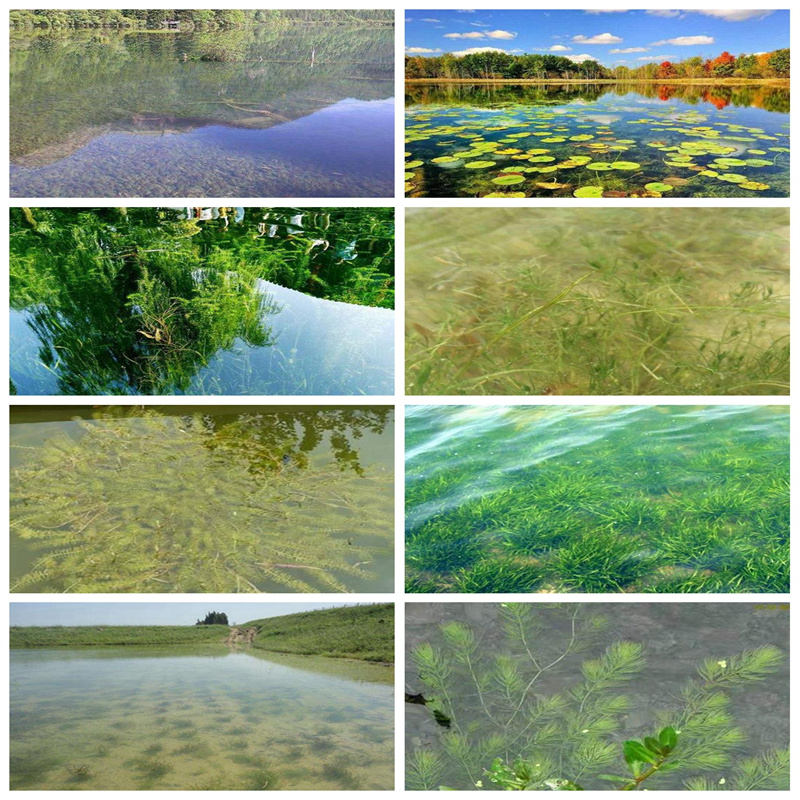 濮阳南乐专业销售威齿眼子菜-省钱