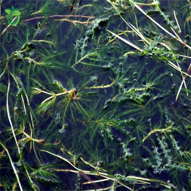 盐城东台苦草可按需定制