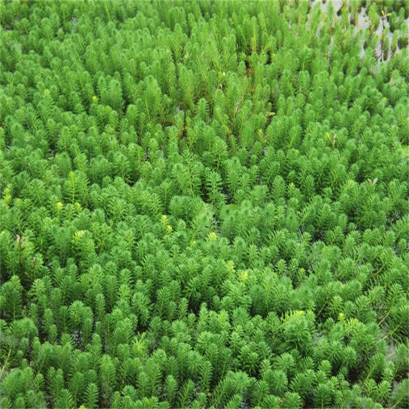 宝鸡凤县沉水植物供应商求