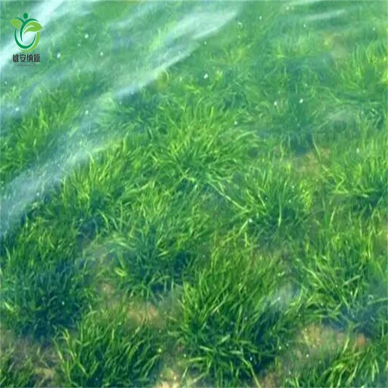 晋中榆社狐尾藻便宜批发