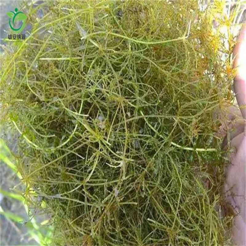 鹤壁浚县金鱼藻厂家放心购