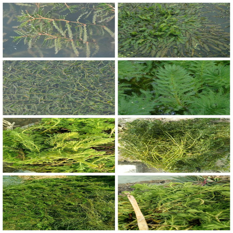 德州庆云金鱼藻行业经验丰富