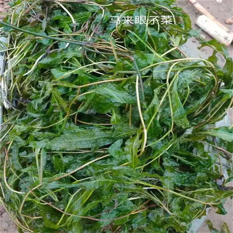 衢州柯城周边篦齿眼子菜供应商