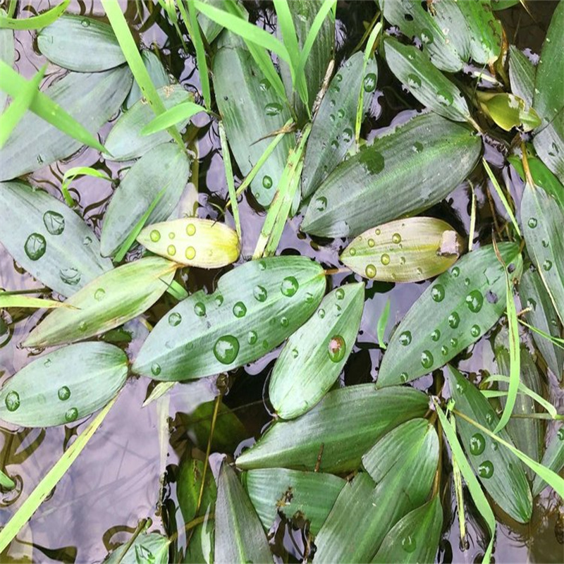 深圳东门##沉水植物源头厂家##有限集团